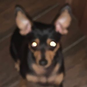 Meet your Posher, David